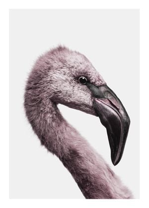 Flamingo Portrait