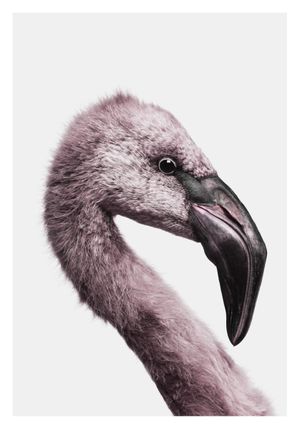Flamingo Portrait 70x100