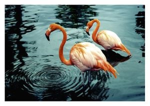 Flamingos In Water 30x21