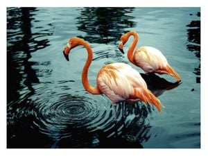 Flamingos In Water 40x30