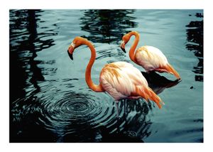 Flamingos In Water