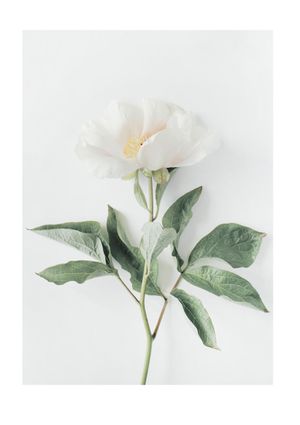 Flower 21x30