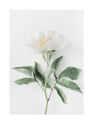Flower 30x40