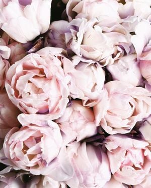 Flower Explosion 40x50