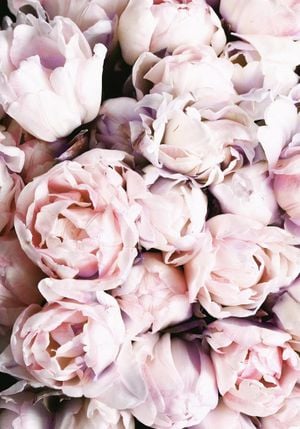 Flower Explosion 70x100