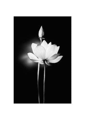 Flower Lit