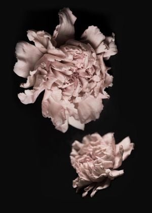 Flowers In The Dark
