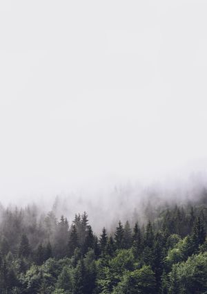 Forest 21x30