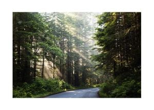 Forest Road