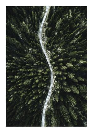 Forest Road Photo 21x30
