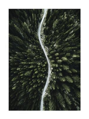 Forest Road Photo 30x40