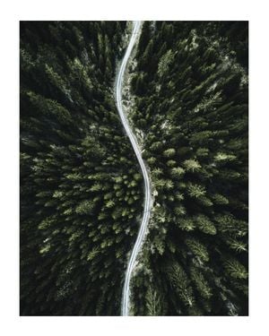 Forest Road Photo 40x50