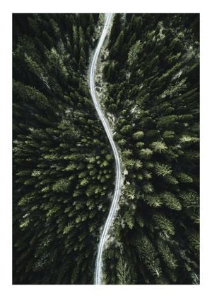Forest Road Photo