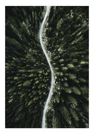 Forest Road Photo 70x100