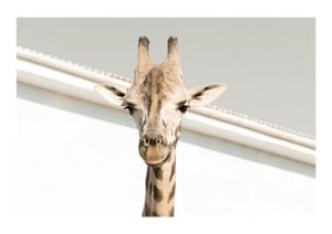 Giraffe 30x21