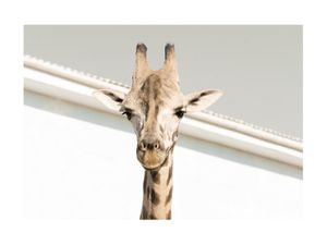 Giraffe 40x30