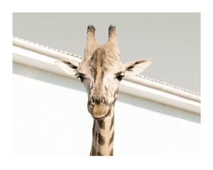 Giraffe 50x40