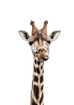 Giraffe Portrait 21x30