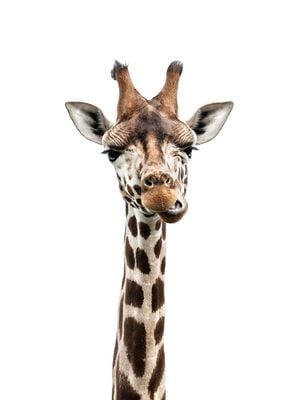 Giraffe Portrait 30x40