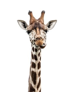 Giraffe Portrait 40x50
