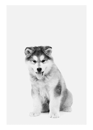 Good Boy 50x70