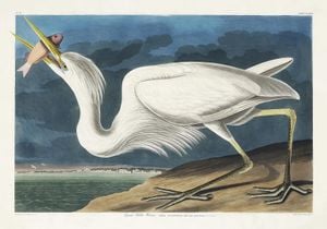 Great White Heron By John James Audubon 100x70