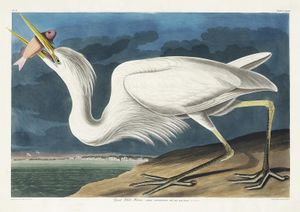 Great White Heron By John James Audubon 30x21