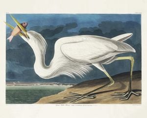 Great White Heron By John James Audubon 50x40