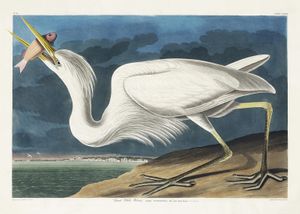 Great White Heron By John James Audubon