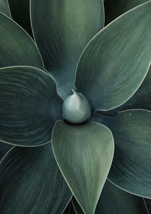Green Agave 21x30