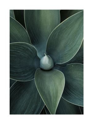 Green Agave 30x40