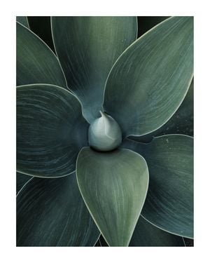 Green Agave 40x50