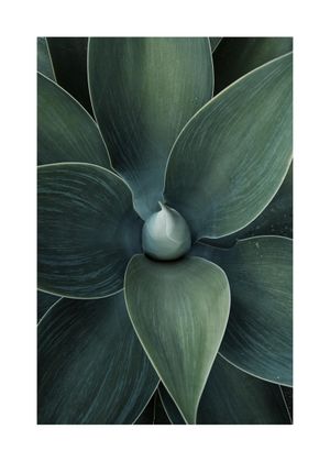 Green Agave