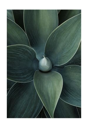 Green Agave 70x100