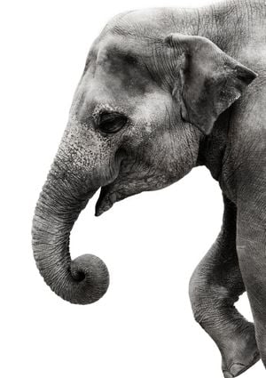 Happy Elephant 21x30