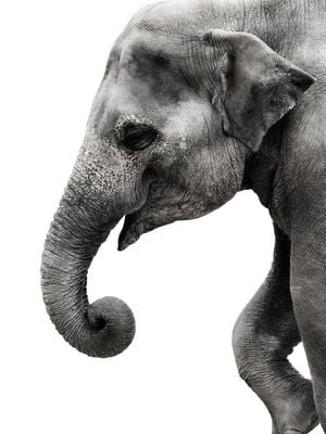 Happy Elephant 30x40