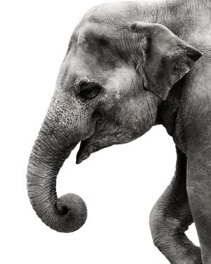 Happy Elephant 40x50