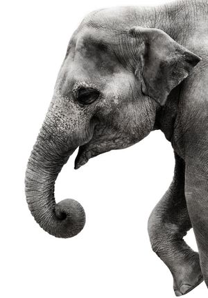 Happy Elephant 70x100