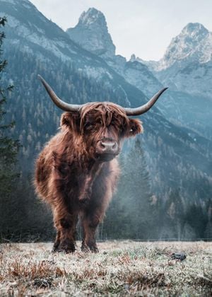 Highland Cattle 2
