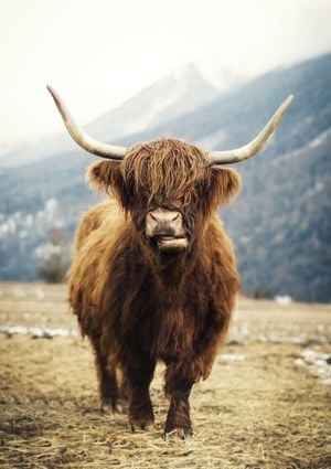 Highland Cattle 21x30