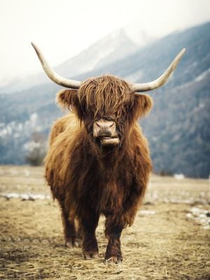 Highland Cattle 30x40