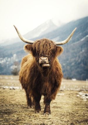 Highland Cattle 70x100