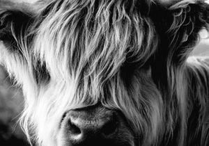 Highland Cow 100x70