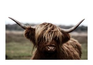 Highland Cow 2 100x70