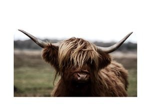 Highland Cow 2 30x21