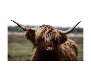 Highland Cow 2 40x30