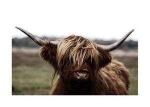 Highland Cow 2 70x50
