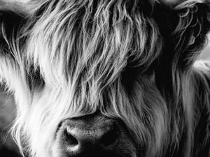 Highland Cow 40x30