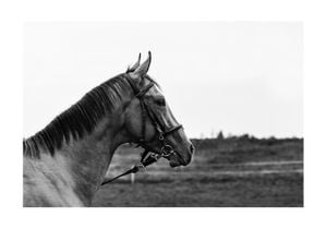 Horse And Horizon 100x70