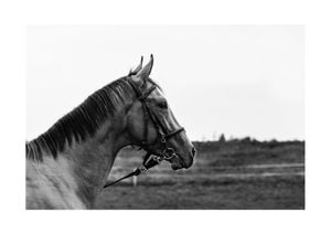 Horse And Horizon 30x21